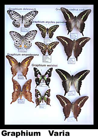 Graphium