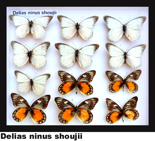 Delias ninus shoujii