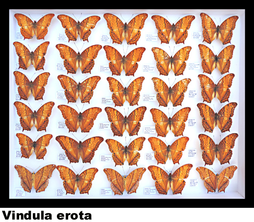 Vindula erota