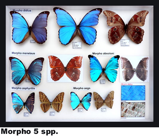 Morpho didius