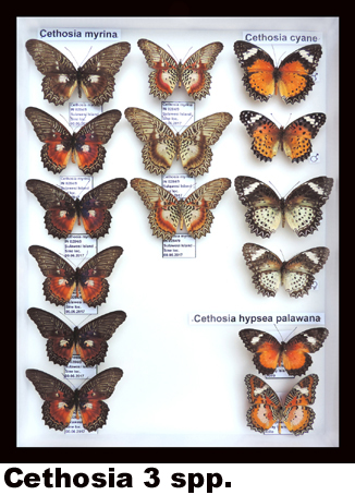 Cethosia myrina