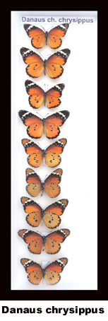 Danaus chrysippus Danaus chrysippus
