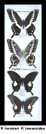Papilio 2 spp.