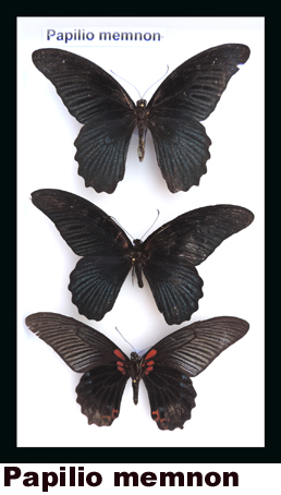 Papilio memnon Papilio memnon