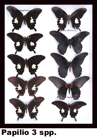 Papilio Papilio