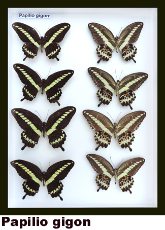 Papilio gigon