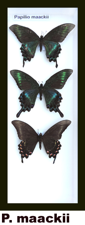 Papilio maackii