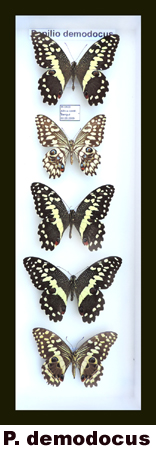 Papilio demodocus Papilio demodocus