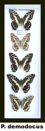 Papilio demodocus