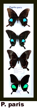 Papilio paris Papilio paris