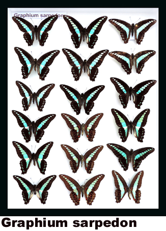 Graphium sarpedon