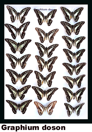 Graphium doson Graphium doson