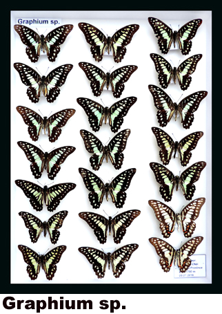 Graphium