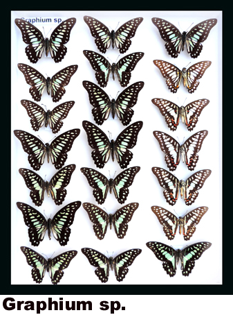 Graphium