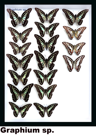 Graphium