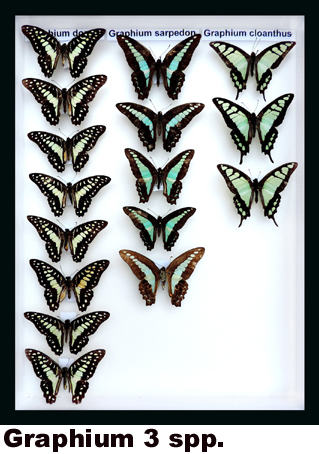 Graphium