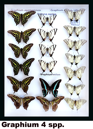 Graphium