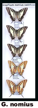 Graphium nomius