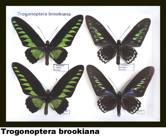 Trogonoptera brookiana Trogonoptera brookiana