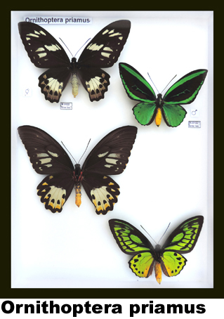 Ornithoptera priamus