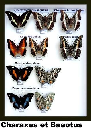 Charaxes