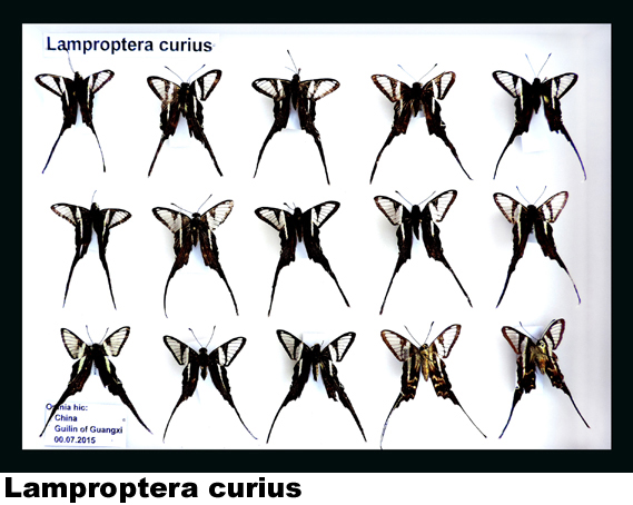 Lamproptera curius