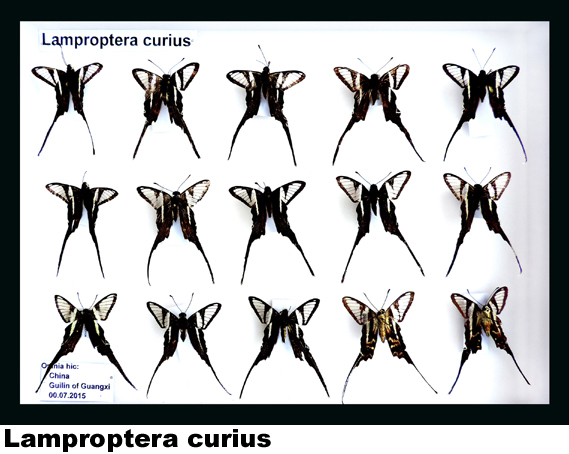 Lamproptera curius Lamproptera curius