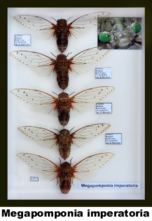 Megapomponia imperialis