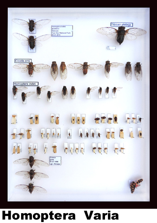 Homoptera