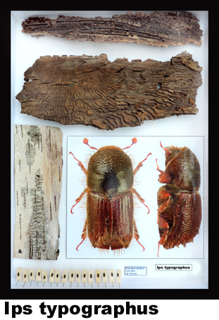 Ips typographus