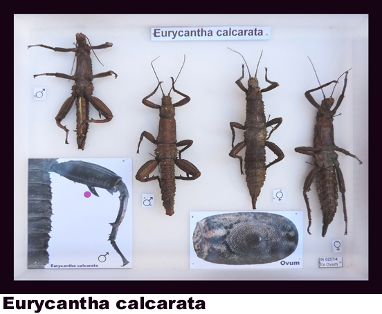 Eurycantha calcarata