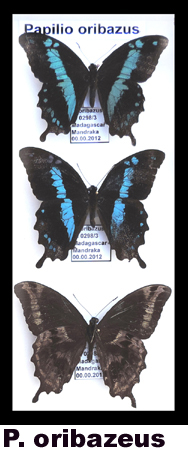 Papilio oribazus