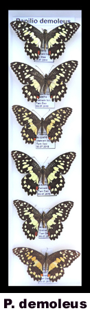 Papilio demoleus