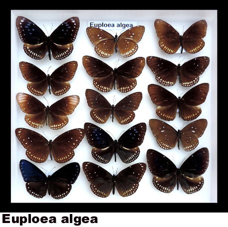 Euploea algea