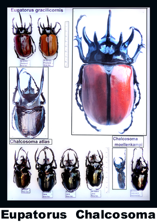 Eupatorus gracillicornis