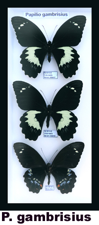 Papilio gambrisius