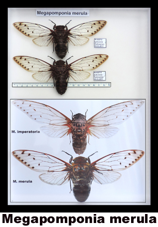 Megapomponia merula