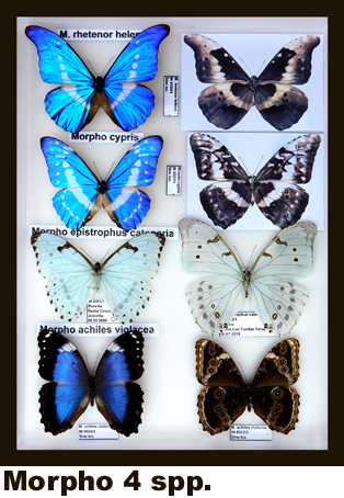 Morpho