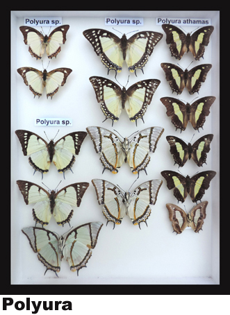 Polyura