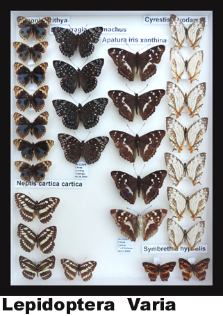 Lepidoptera