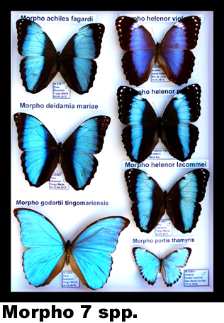 Morpho