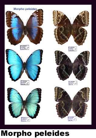 Morpho