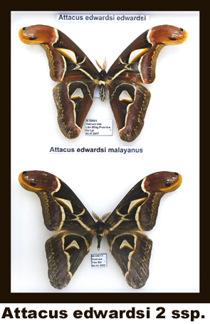 Attacus edwardsi