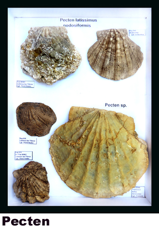 Pecten