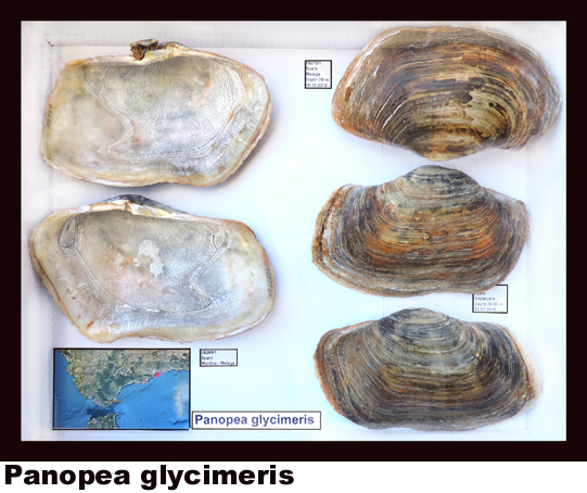 Panopea glycimeris