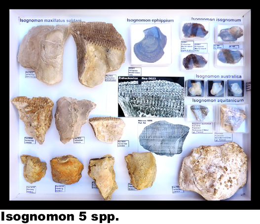 Isognomon