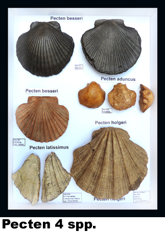 Pecten