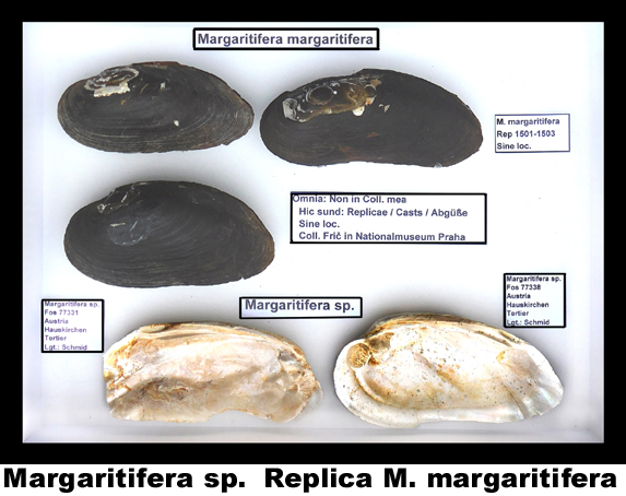 Margaritifera