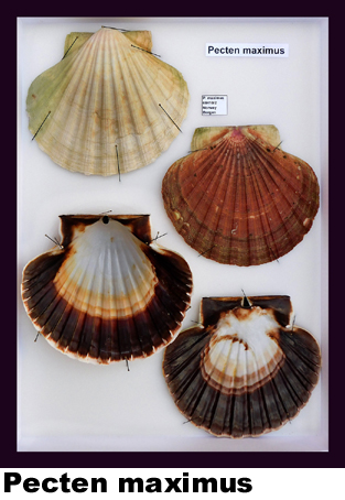 Pecten maximus