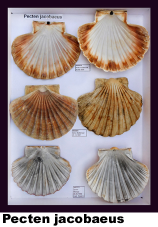 Pecten jacobaeus